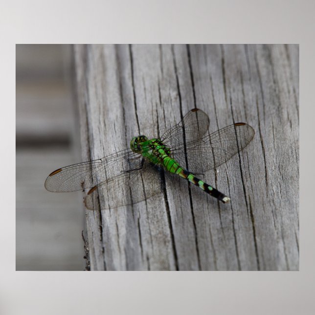 Poster Dragão Verde (Frente)