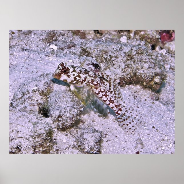 Poster Dragonete (Frente)