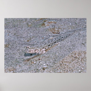Poster Dragonete Oculto