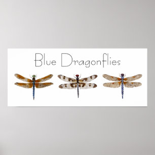 Poster Dragonflies azuis