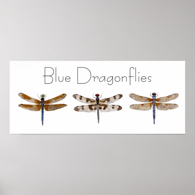 Poster Dragonflies azuis (Frente)