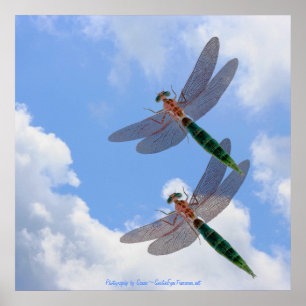 Pôster Dragonflies Blue Sky Fluffy Nuvens Natureza Impres