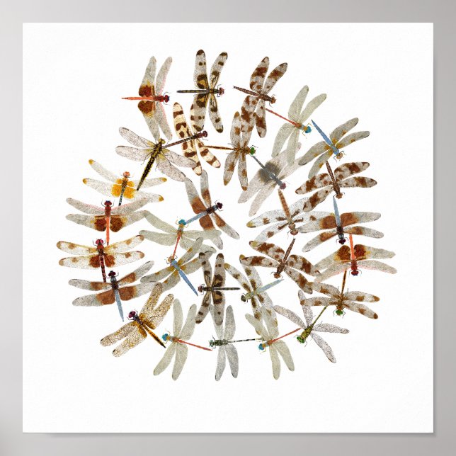 Pôster Dragonflies sincronizados (Frente)