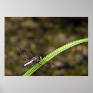 Pôster Dragonfly