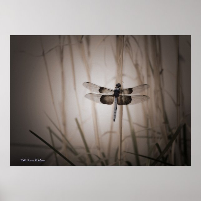 Poster Dragonfly (Frente)