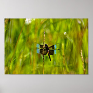Poster Dragonfly