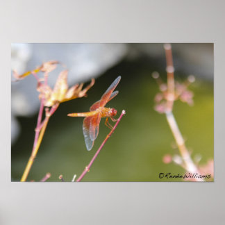 Pôster Dragonfly