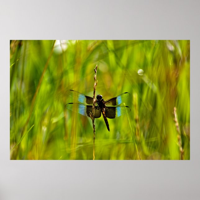 Poster Dragonfly (Frente)