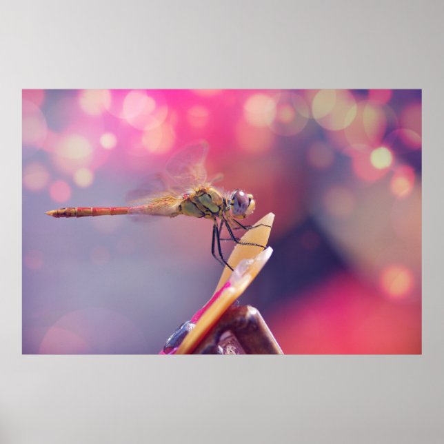 Poster Dragonfly (Frente)