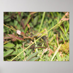 Poster Dragonfly