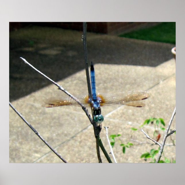Poster Dragonfly (Frente)