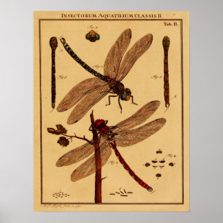 Poster Dragonfly
