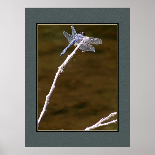 Pôster Dragonfly (Frente)