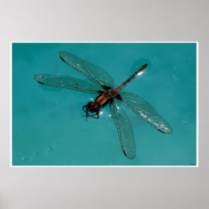 Poster Dragonfly Ainda Life 2