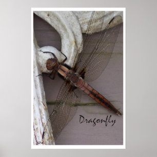 Pôster Dragonfly Art