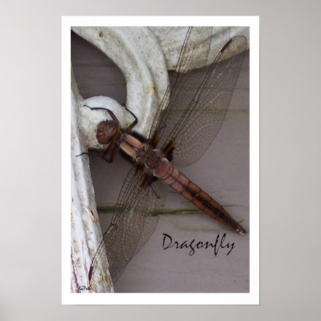 Poster Dragonfly Art (Frente)