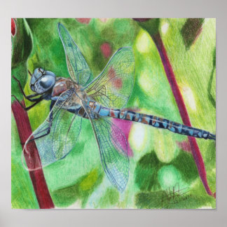 Poster Dragonfly Azul