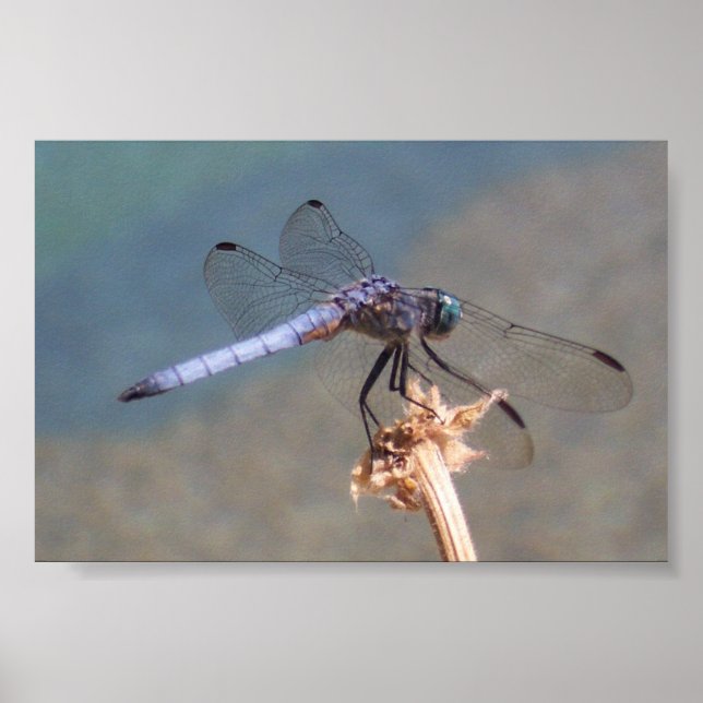 Poster Dragonfly Azul (Frente)