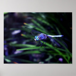 Pôster Dragonfly Azul