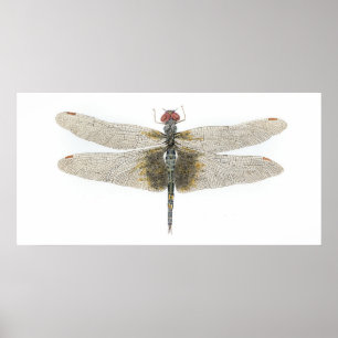 Poster Dragonfly Black Saddlebags