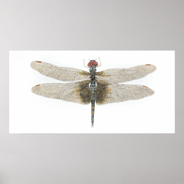 Poster Dragonfly Black Saddlebags (Frente)