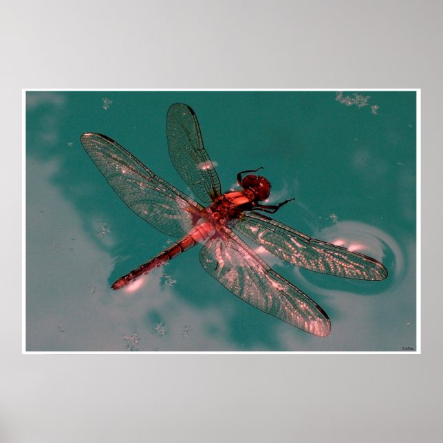 Poster Dragonfly brilhante (Frente)