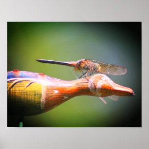 Poster Dragonfly Co Pilot Insect 