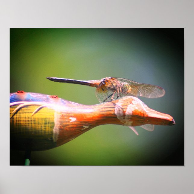 Poster Dragonfly Co Pilot Insect  (Frente)