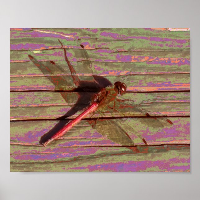 Poster Dragonfly Colorful (Frente)