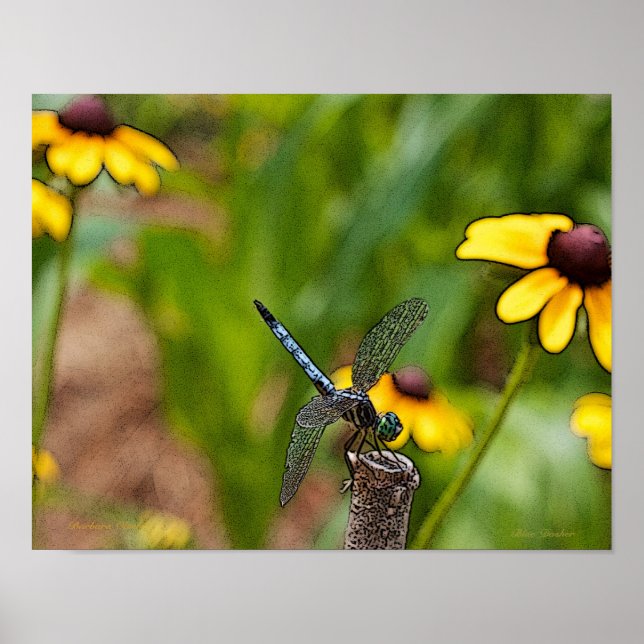 Pôster Dragonfly e Daisies (Frente)
