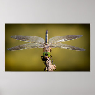 Poster Dragonfly em repouso