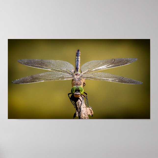 Poster Dragonfly em repouso (Frente)