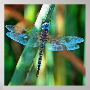 Poster Dragonfly Em Turquesa e Negro