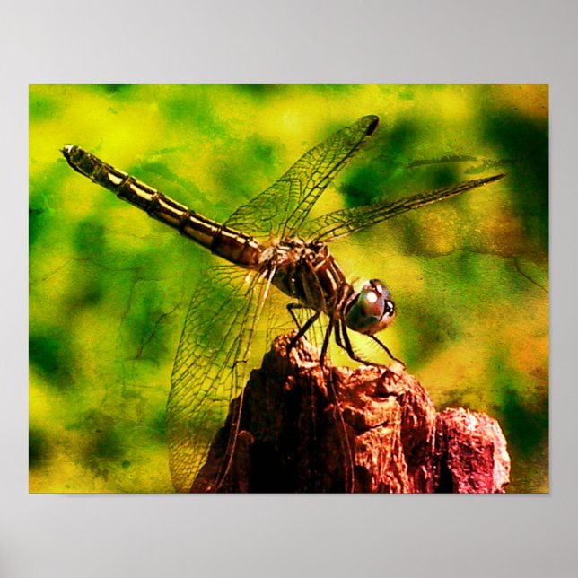 Poster Dragonfly Fecha a natureza Arte alterada (Frente)