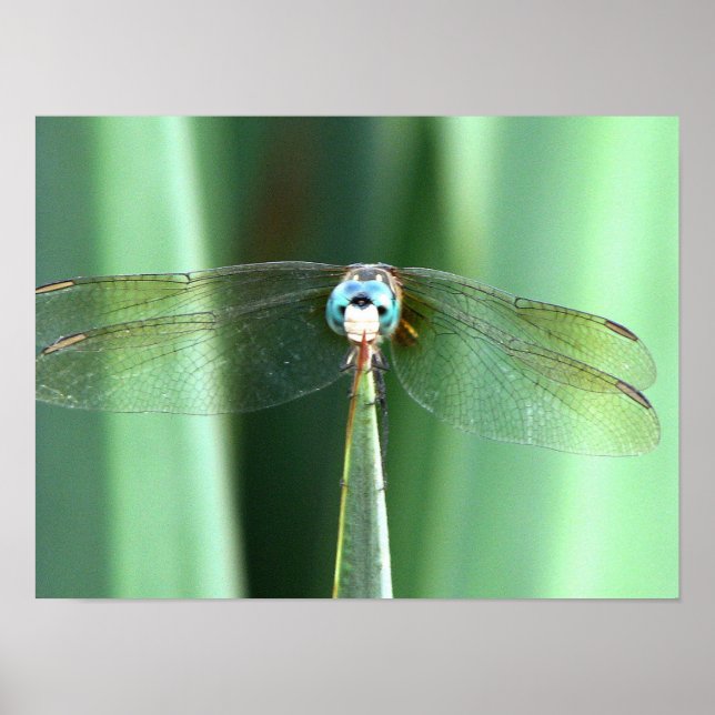 Poster Dragonfly Hello (Frente)
