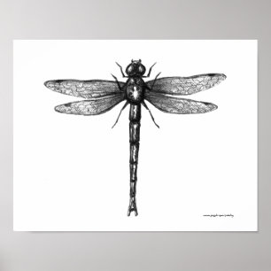 Poster Dragonfly ink pen drawibg art