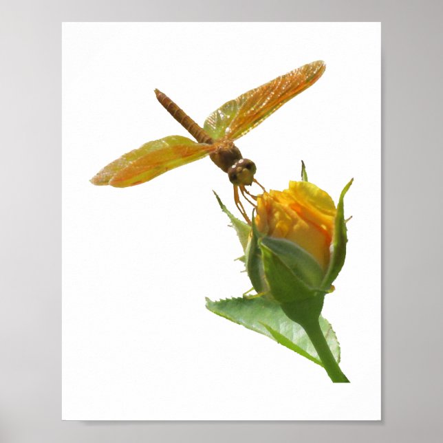 Poster Dragonfly Laranja no Rosebud Amarelo (Frente)