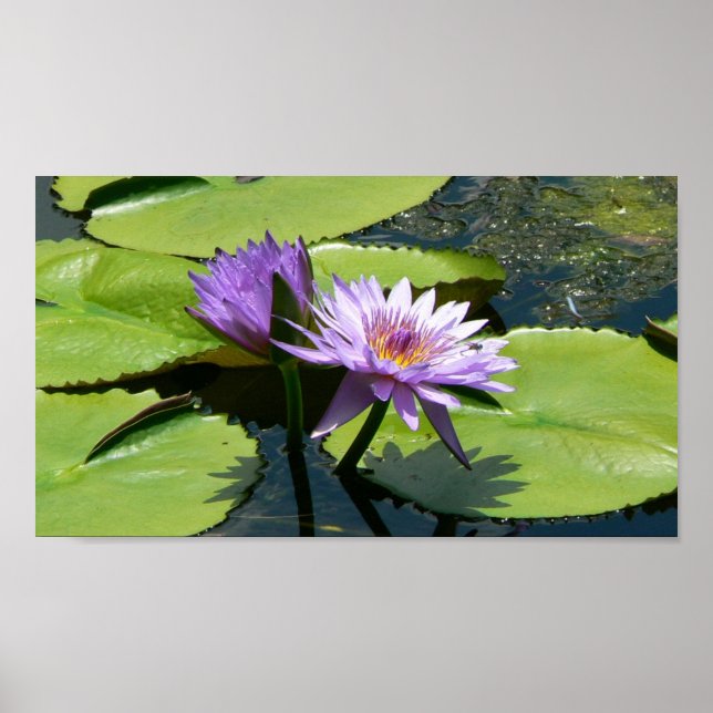 Pôster Dragonfly Lotus (Frente)