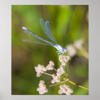 Pôster Dragonfly nº 2