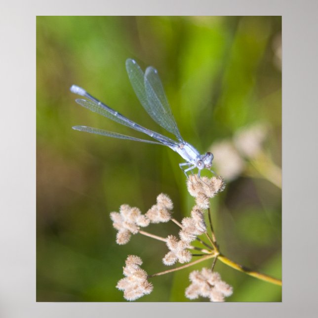 Pôster Dragonfly nº 2 (Frente)