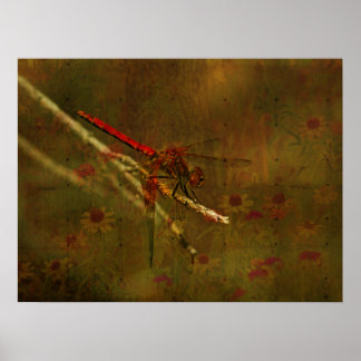 Poster Dragonfly no Jardim
