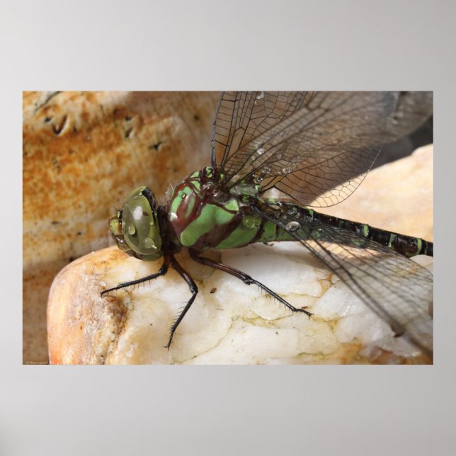 Poster Dragonfly no Rest (Frente)
