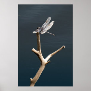 Poster Dragonfly no Rest