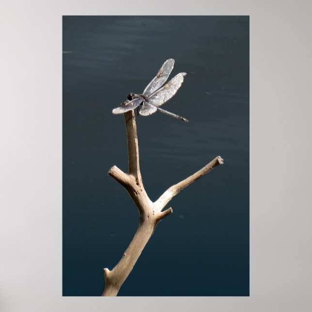 Poster Dragonfly no Rest (Frente)