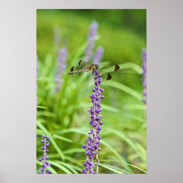 Pôster Dragonfly On A Flower (Frente)