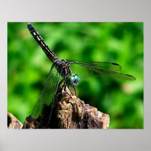 Poster Dragonfly On Tree Stump Close