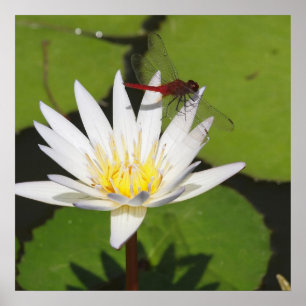 Pôster Dragonfly On Water Lily
