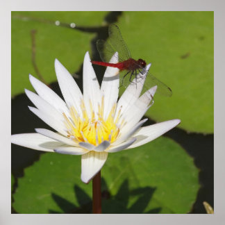 Pôster Dragonfly On Water Lily
