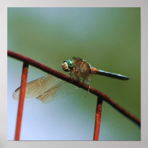 Poster Dragonfly On Wire Fence Close