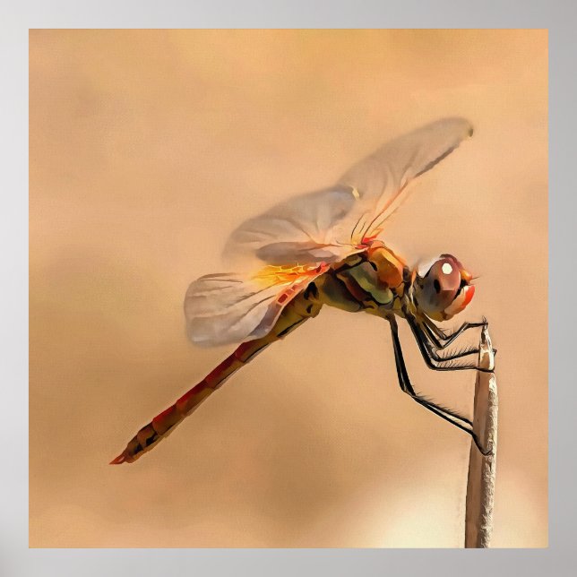 Poster Dragonfly Pintada Isolada Contra Ecru (Frente)
